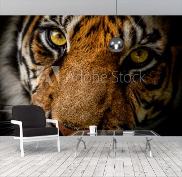 Picture of Sumatran Tiger
